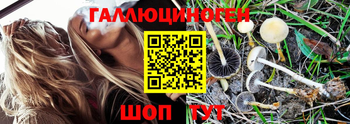Псилоцибиновые грибы Psilocybine cubensis Касимов
